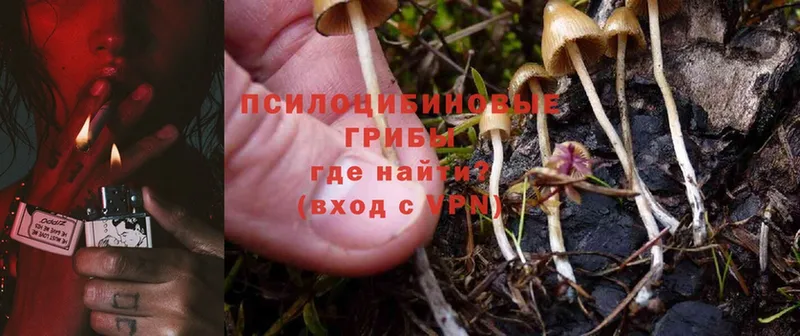 продажа наркотиков  Лыткарино  OMG сайт  Галлюциногенные грибы Cubensis 